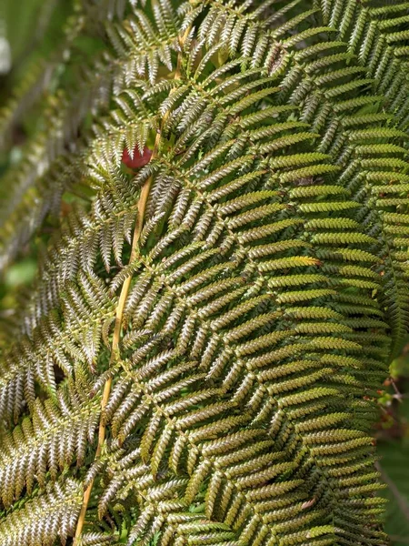 Belas Folhas Verdes Samambaia Perto — Fotografia de Stock