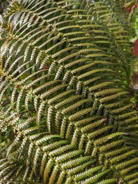 Güzel yeşil eğrelti otu yaprakları. Kapat..
