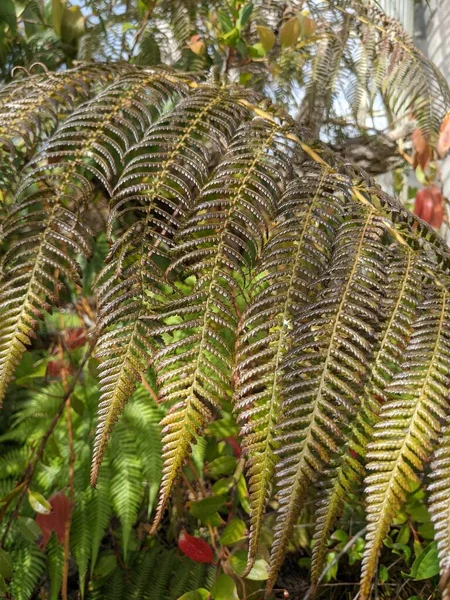 Güzel yeşil eğrelti otu yaprakları. Kapat..