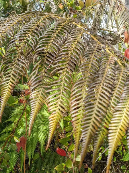 Güzel yeşil eğrelti otu yaprakları. Kapat..