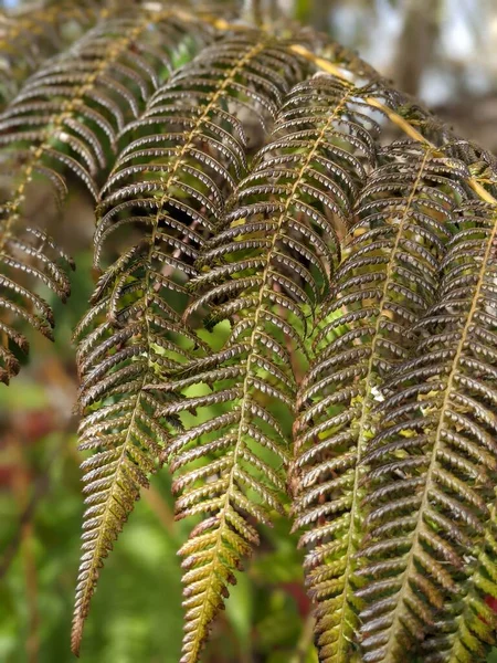 Красивые Зеленые Листья Папоротника Close — стоковое фото