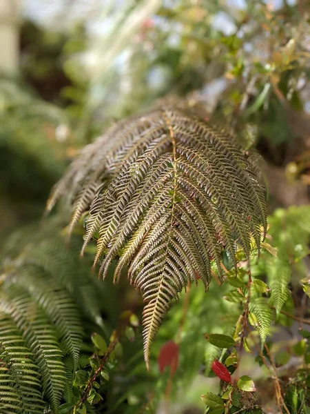 Vackra Gröna Blad Ormbunke Närbild — Stockfoto