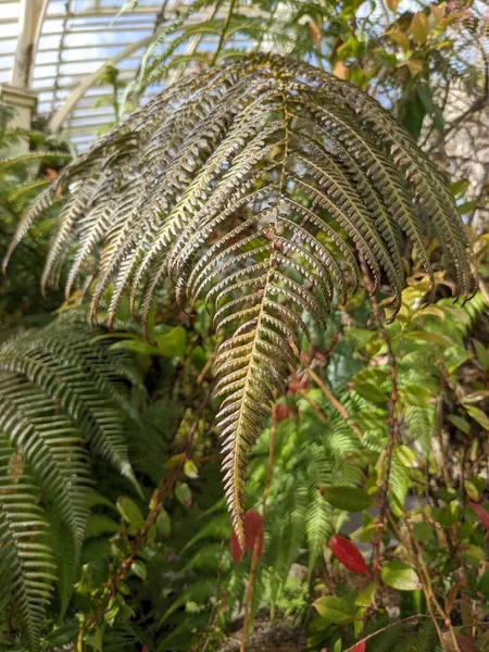 シダの緑の葉 — ストック写真