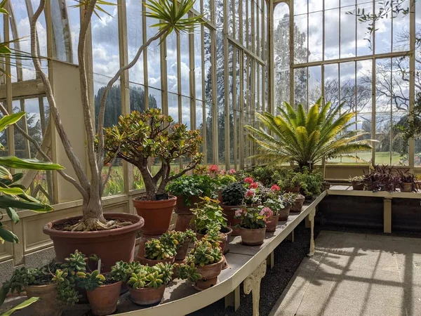 Topfpflanzen Auf Der Fensterbank Gewächshaus — Stockfoto