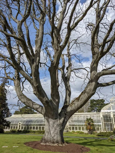 Parktaki yayılan güzel ağacın manzarası. 