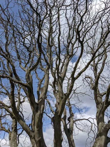 Çıplak ağaç dalları mavi gökyüzüne karşı