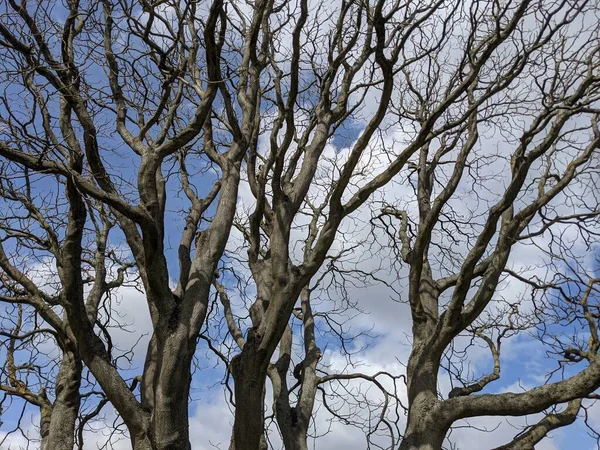 蓝天下的光秃秃的树枝 — 图库照片