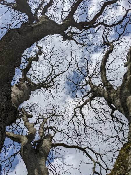 Gołe Gałęzie Drzew Tle Błękitnego Nieba — Zdjęcie stockowe