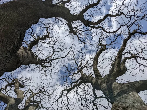 Gołe Gałęzie Drzew Tle Błękitnego Nieba — Zdjęcie stockowe