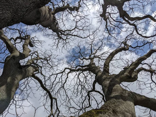 Çıplak ağaç dalları mavi gökyüzüne karşı
