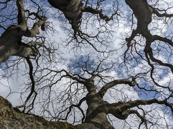 Çıplak ağaç dalları mavi gökyüzüne karşı