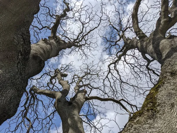 Çıplak ağaç dalları mavi gökyüzüne karşı