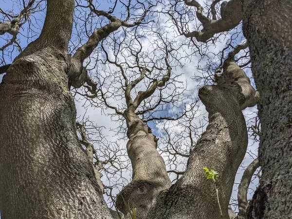 Çıplak ağaç dalları mavi gökyüzüne karşı