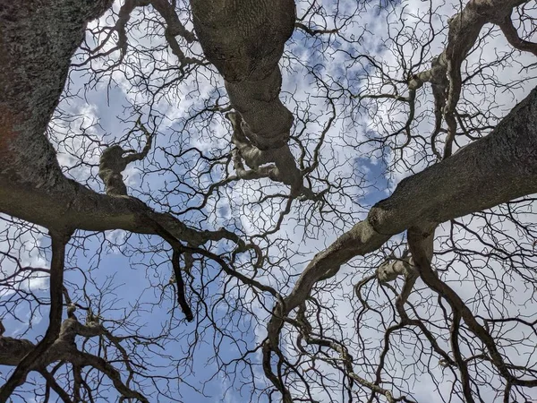 Holé Větve Stromů Proti Modré Obloze — Stock fotografie
