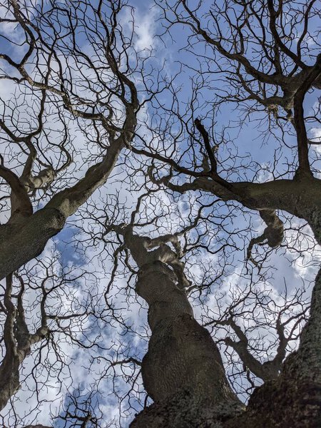 Bare tree branches against the blue sky