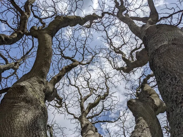 Çıplak ağaç dalları mavi gökyüzüne karşı