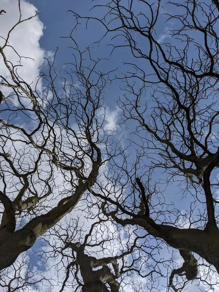 Çıplak ağaç dalları mavi gökyüzüne karşı