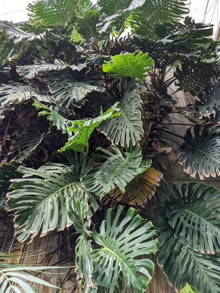 Palmiye ağaçları, bitki örtüleri ve bitkilerle güzel bir tropikal arka plan