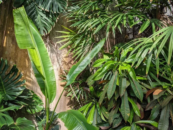 ヤシの木植物の美しい熱帯の背景 — ストック写真