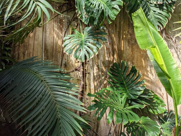 Palmiye ağaçları, bitki örtüleri ve bitkilerle güzel bir tropikal arka plan