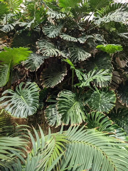 Krásné Tropické Zázemí Palmami Flórou Rostlinami — Stock fotografie
