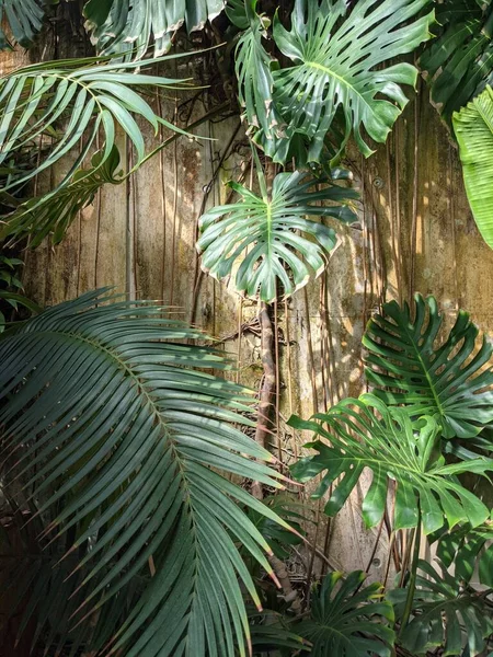Palmiye Ağaçları Bitki Örtüleri Bitkilerle Güzel Bir Tropikal Arka Plan — Stok fotoğraf