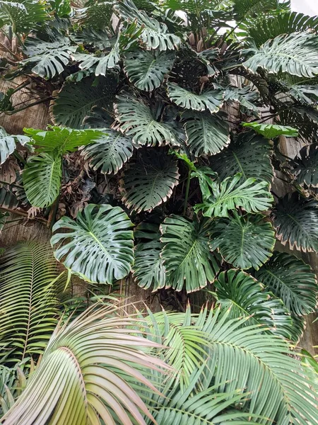 Palmiye ağaçları, bitki örtüleri ve bitkilerle güzel bir tropikal arka plan