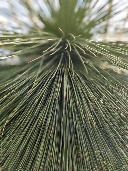 Verde Palmeira Folha Padrão Resumo Fundo Natural Tropical Exótico Verão — Fotografia de Stock