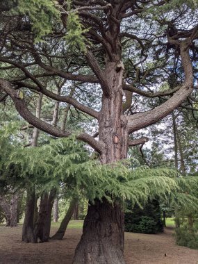 Parktaki güzel büyük ağaçların manzarası
