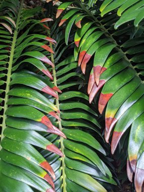 Tropikal orman yaprakları, palmiye yaprakları ve bitkiler