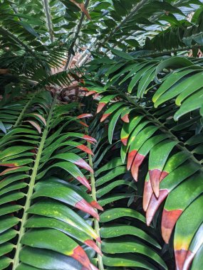 Tropikal orman yaprakları, palmiye yaprakları ve bitkiler