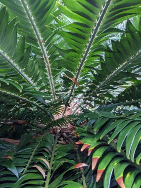Tropikal orman yaprakları, palmiye yaprakları ve bitkiler