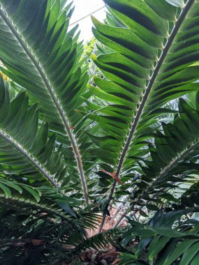 Tropikal orman yaprakları, palmiye yaprakları ve bitkiler