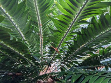 Tropikal orman yaprakları, palmiye yaprakları ve bitkiler