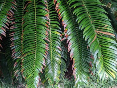 Tropikal orman yaprakları, palmiye yaprakları ve bitkiler