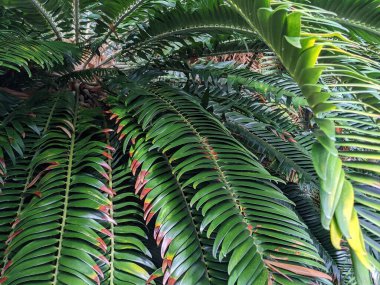 Tropikal orman yaprakları, palmiye yaprakları ve bitkiler