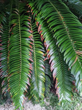 Tropikal orman yaprakları, palmiye yaprakları ve bitkiler