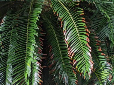 Tropikal orman yaprakları, palmiye yaprakları ve bitkiler