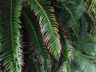 Tropikal orman yaprakları, palmiye yaprakları ve bitkiler