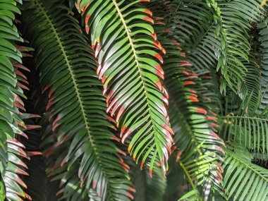 Tropikal orman yaprakları, palmiye yaprakları ve bitkiler
