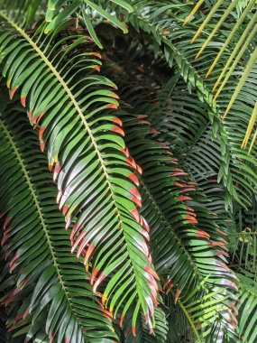 Tropikal orman yaprakları, palmiye yaprakları ve bitkiler