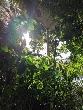 Çeşitli nadir bitkilerle dolu cam bir seranın parçası. 