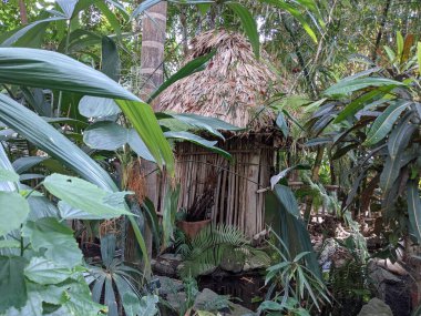 Yeşil tropikal ormanda eski bir kulübe