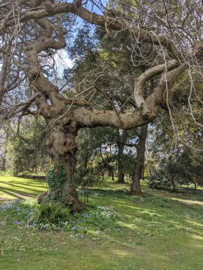 Ormanda büyük bir ağaç