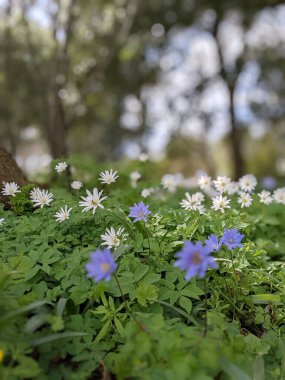 mavi ve beyaz çiçekli bahar çayırı