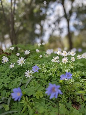 mavi ve beyaz çiçekli bahar çayırı