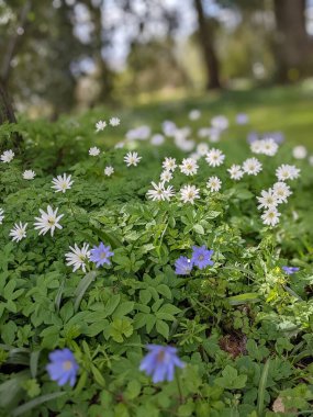 mavi ve beyaz çiçekli bahar çayırı