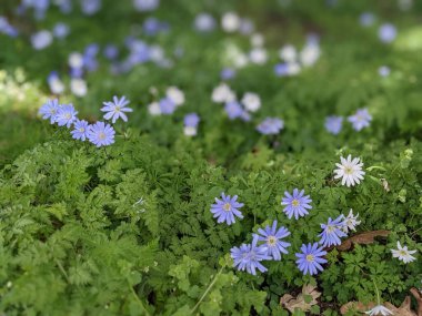 Mavi çiçekli bahar çayırı
