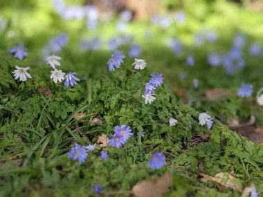 Mavi çiçekli bahar çayırı