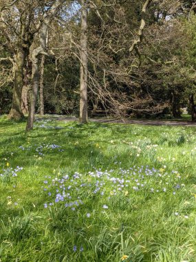 Baharda çiçekli güzel bir park.